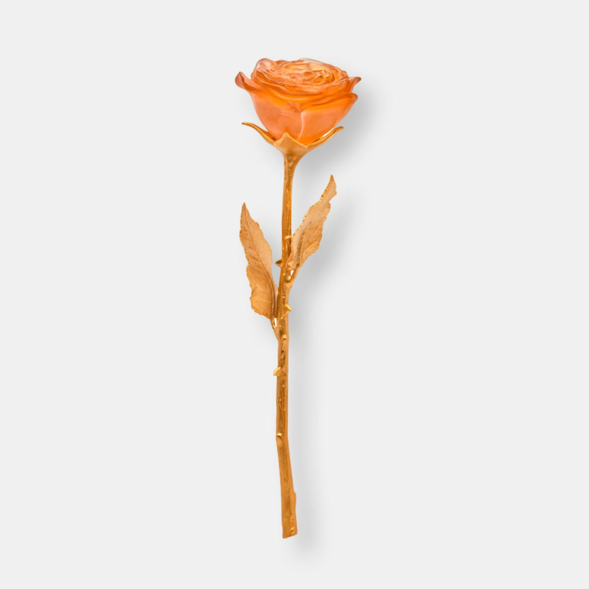 Rose eternelle rose orangee