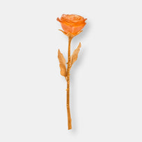 Rose eternelle rose poudré